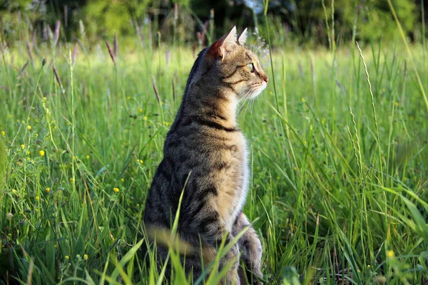 Very Curious Cat Standing Two Legs Summer Meadow — Stock Photo, Image