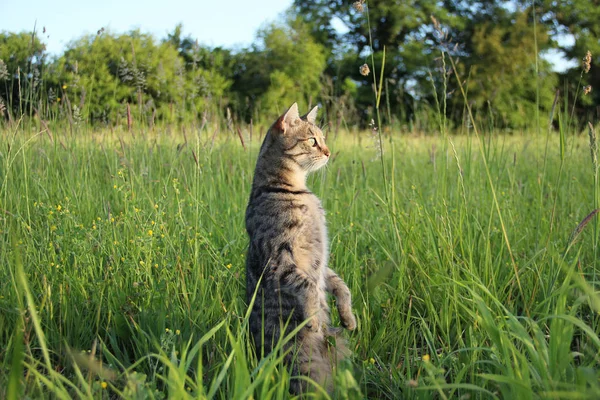 Bir yaz otlağında iki ayak üstünde duran çok meraklı bir kedi. 