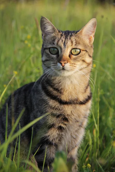 Νεαρή Οικιακή Θηλυκή Γάτα Στο Χωράφι — Φωτογραφία Αρχείου