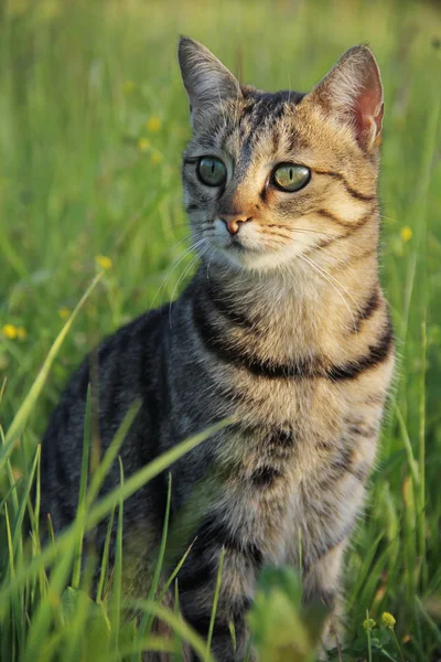 Young Domestic Female Cat Field — Stock Photo, Image