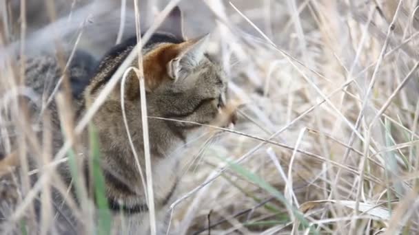 美丽的家猫在一个领域寻找老鼠 — 图库视频影像