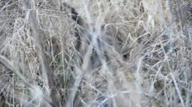 bir fare için arıyorum bir alanda güzel yerli kedi