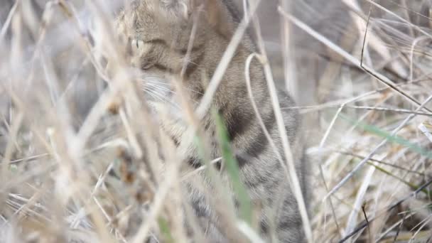 Prachtige Binnenlandse Kat Een Veld Zoek Naar Een Muizen — Stockvideo