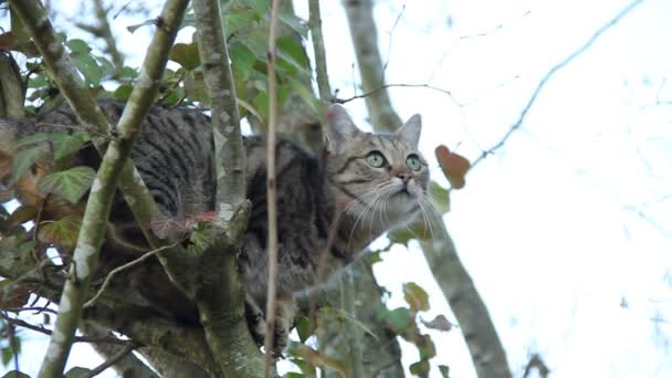 Nahaufnahme Einer Schönen Hauskatze Einem Baum — Stockvideo