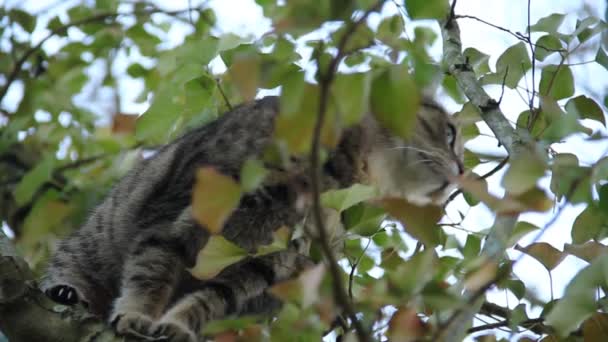 木の美しい猫のクローズ アップ — ストック動画