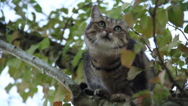 Nahaufnahme Einer Schönen Hauskatze Einem Baum — Stockvideo