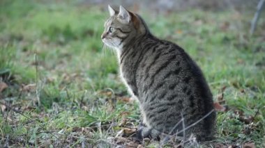 bir fare için arıyorum bir alanda güzel yerli kedi