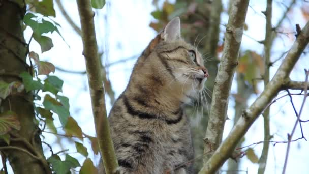 Nahaufnahme Einer Schönen Hauskatze Einem Baum — Stockvideo