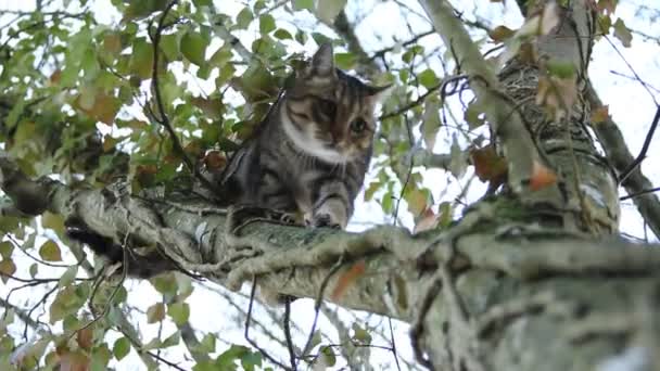 Hermoso Gato Doméstico Cerca Bajando Desde Árbol — Vídeo de stock