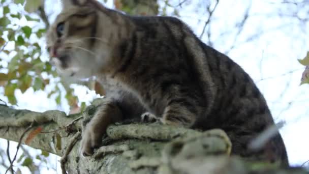 Schöne Hauskatze Aus Nächster Nähe Die Vom Baum Fällt — Stockvideo