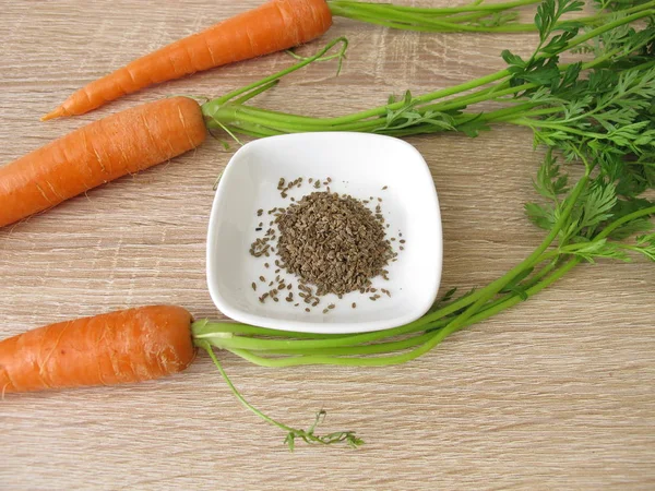 Семена Моркови Моркови — стоковое фото