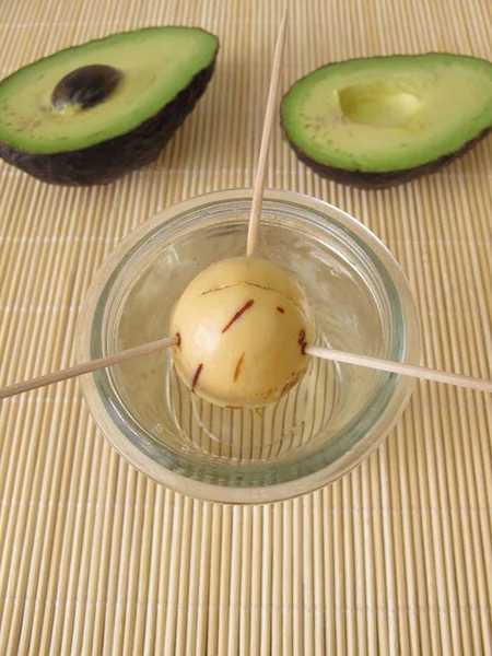 Avocado Seed Sprouting Process Tree — Stock Photo, Image