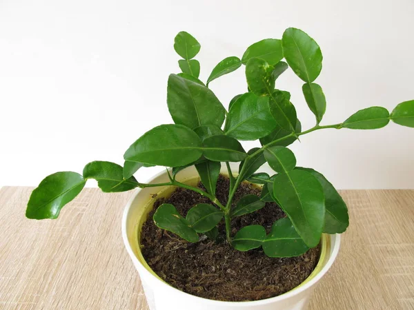 Kaffir Lime Flower Pot — Stock Photo, Image