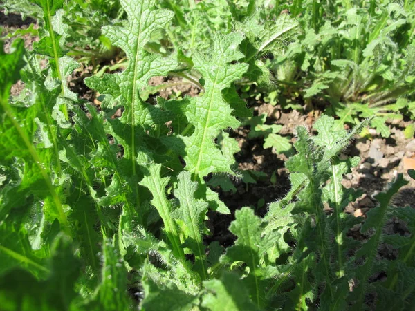 Cardo San Benito Cnicus Benedictus — Foto de Stock