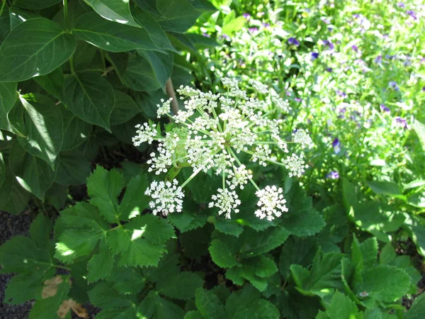 Kvetoucí Masterwort Peucedanum Ostruthium — Stock fotografie