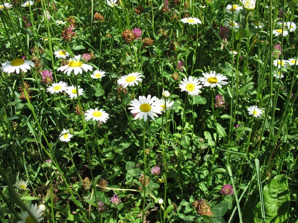 Uncut Meadow May — Stock Photo, Image