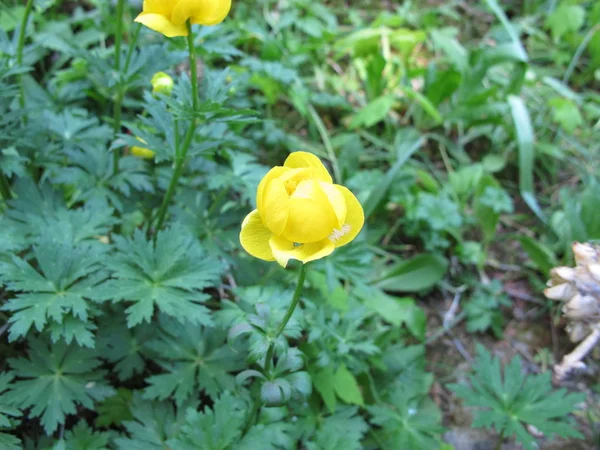 Yunnan Globeflower Trollius Yunnanensis — Stok fotoğraf