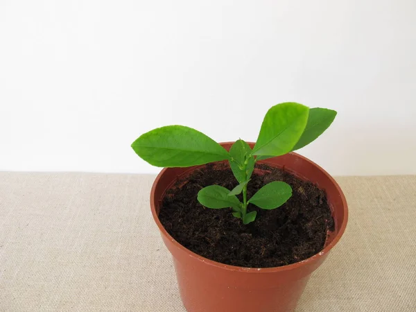 Casa Árvore Laranja Crescida Vaso Flores — Fotografia de Stock