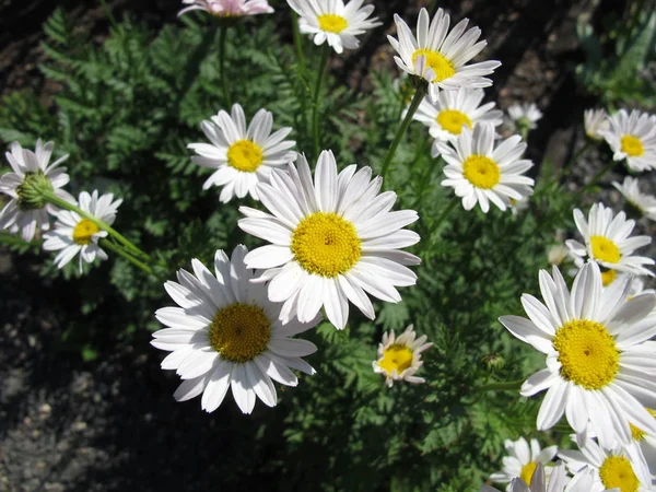 Blühendes Weißes Ochsenblümchen Garten — Stockfoto