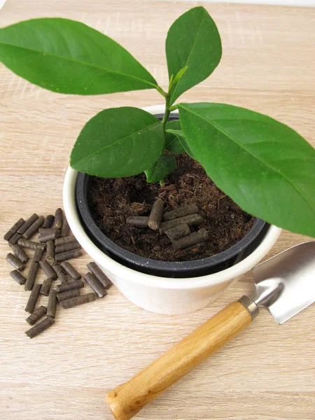 Horse Manure Pellets Fertilizing — Stock Photo, Image