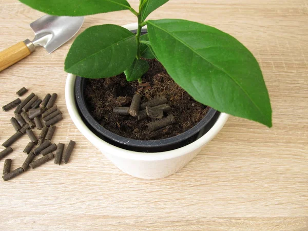 Horse Manure Pellets Fertilizing — Stock Photo, Image