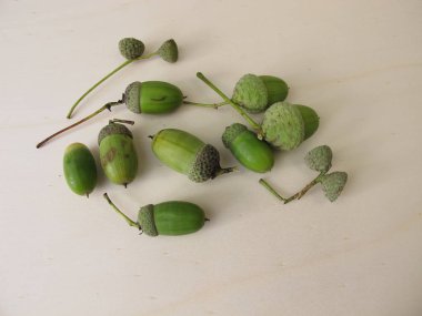 Yaz sonlarında cupule ile yeşil meşe palamudu