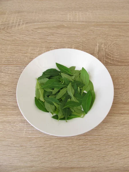 Fresh Goji Leaves Plate — Stock Photo, Image