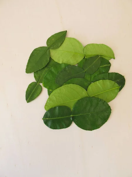 Fresh Kaffir Lime Leaves — Stock Photo, Image