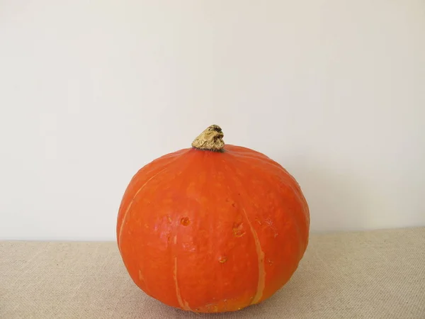 Small Red Kuri Squash Pumpkin — Stock Photo, Image