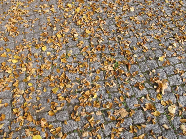 Herfst Bladeren Plakstenen — Stockfoto