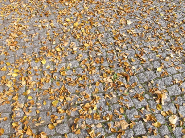 Herfst Bladeren Plakstenen — Stockfoto