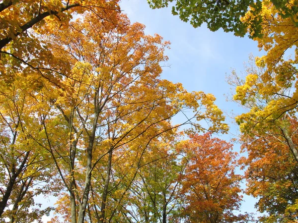 Deciduous Trees Typical Leaf Coloring Autumn — Stock Photo, Image