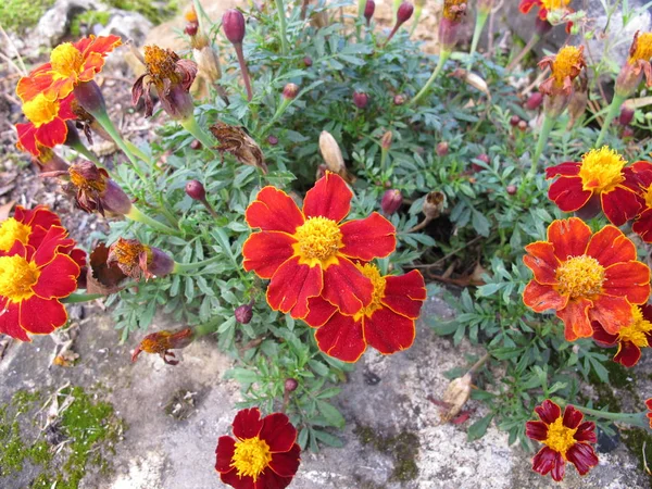 Signet Kadife Çiçeği Tagetes Tenuifolia Kırmızı Sarı Çiçeklerle — Stok fotoğraf