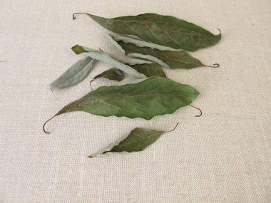 Avokado ağacından kurutulmuş avokado yaprakları