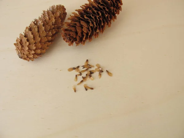 Zapfen Und Samen Der Blaufichte Auf Einem Holzbrett — Stockfoto