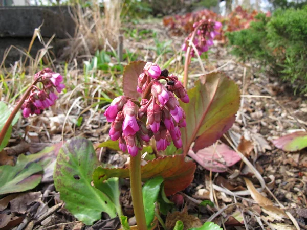 Rózsaszín Virágzó Bergenia Tavasszal — Stock Fotó