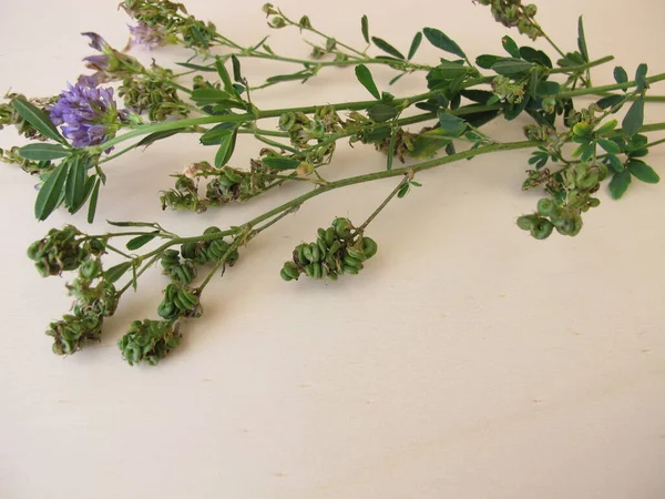 Alfalfa Virággal Maggal Spirál Gyümölcsökben — Stock Fotó