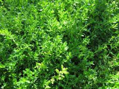 Pürüzsüz patlıcan, Herniaria glabra, bahçede bir yer örtüsü.