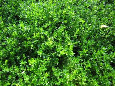 Pürüzsüz patlıcan, Herniaria glabra, bahçede bir yer örtüsü.
