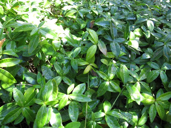 Kleine Immergrüne Vinca Minor Ein Bodendecker Garten — Stockfoto