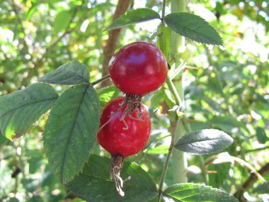 Bitki haşereli elma gülü, Rosa villosa, gül kalçalı dogrose çalısı.