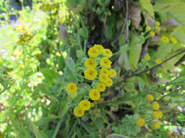 Amarelo Costária Floração Tanacetum Balsamita Uma Planta Medicinal Jardim — Fotografia de Stock