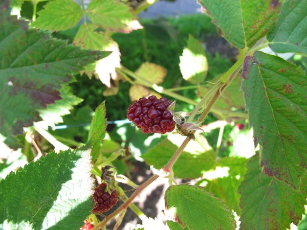 Thornfree Blackberry Rubus Fruticosus Blackberry Shrub Late Summer Garden — Stock Photo, Image