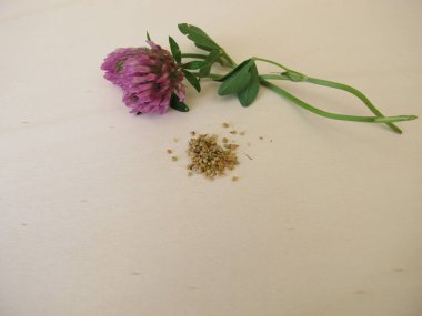 Çiçekli kırmızı yonca ve tahtanın üzerindeki kırmızı yoncadan yenebilir tohumlar.