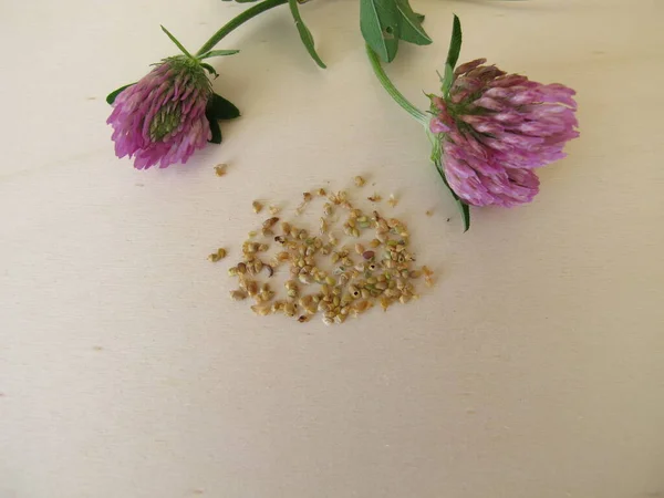 用红三叶草在木板上开花的红三叶草和食用种子 — 图库照片