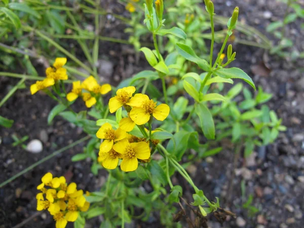 Желтоцветущий Мариголд Tagetes Lucida Саду — стоковое фото