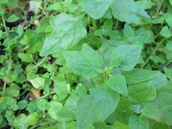 New Zealand Spinach Tetragonia Tetragonioides Garden — Stock Photo, Image