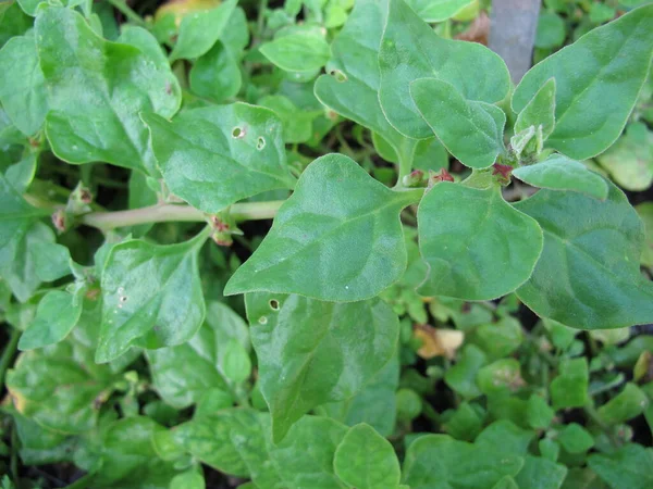 Szpinak Nowozelandzki Tetragonia Tetragonioides Ogrodzie — Zdjęcie stockowe