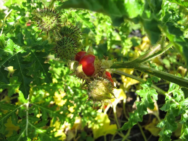 Ντομάτα Litchi Κόκκινα Φρούτα Solanum Sisymbriifolium — Φωτογραφία Αρχείου