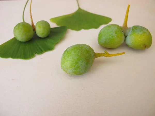 Sementes Ginkgo Com Casca Semente Ginkgo Biloba — Fotografia de Stock